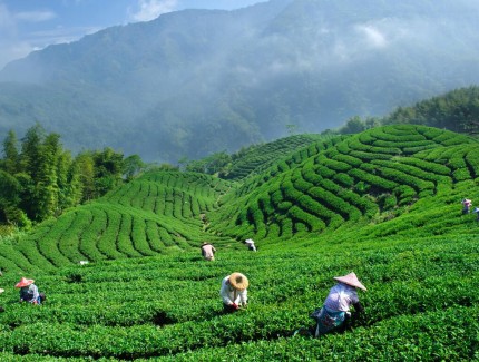 招聘采茶工300人年龄68岁以下